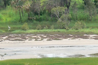 Samphire Forblands